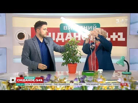 Видео: Где зимой взять дополнительное освещение для комнатных растений - Зеленый участок