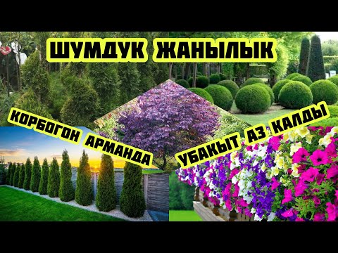 Видео: БУЛ ВИДЕОНУ АР БИР АДАМ КӨРСҮН!!! Мына жанылык. КӨРСӨҢ КӨЗ КУБАНАТ