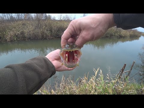 Видео: Рыбалка на реке Сежа.