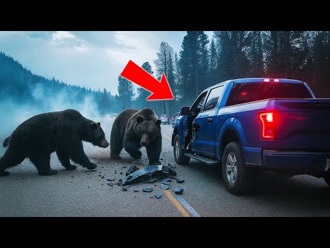 Видео: 10 самых страшных встреч с животными, когда-либо снятых на камеру
