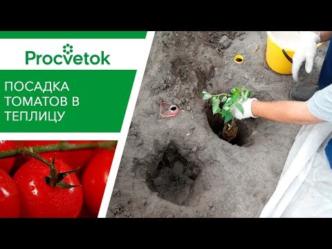 Видео: Как высаживать помидоры. Высадка рассады томатов в теплице. Посадка томатов.