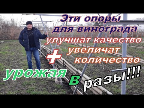 Видео: Одна из лучших виноградных опор у Владимира Дорошенко для получения дорогих рыночных  гроздей.