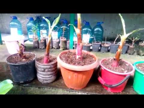 Видео: Пересадка инжира после укоренения. Отсадка отростков банана.