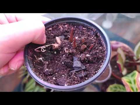 Видео: Мои Калатеи умирали пока я не поставила их в.....