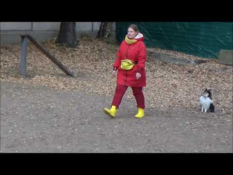 Видео: ОКД экзамен шелти Юна 17 10 2021