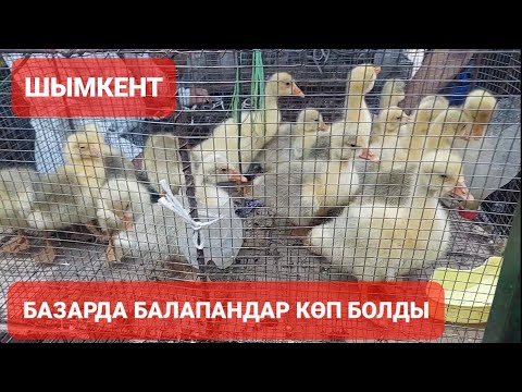 Видео: ШЫМКЕНТ ТАУЫҚ БАЗАРЫ.