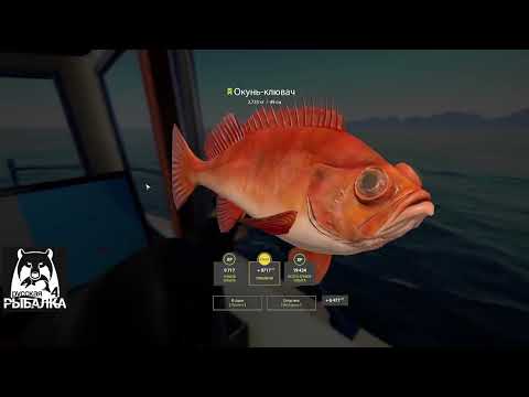 Видео: Норвежское море. Русская рыбалка 4 ( какой клёв? )