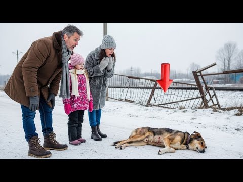 Видео: Семья в северной деревне спасает истощенную собаку и дарит ей новый дом и доверие