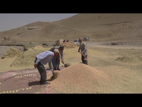 Видео: Кишоварзи,чамъоварии хосил Ш Шохин