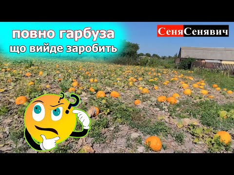 Видео: Росте куча гарбуза головне щоб не пропав і успішно зібрати щоб добре заробити на насінні #farmer