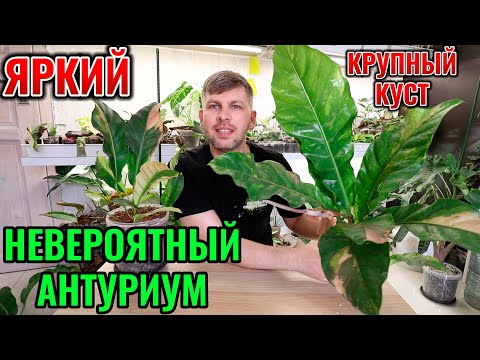 Видео: АНТУРИУМ ВАРИЕГАТНЫЙ | ВЫРОС ОГРОМНЫЙ КРАСИВЫЙ КУСТ КОМНАТНЫЕ РАСТЕНИЯ И ЦВЕТЫ
