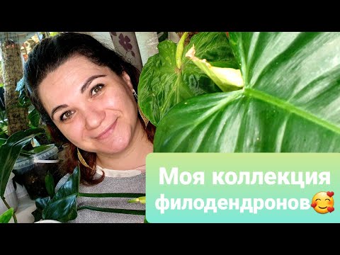 Видео: Моя коллекция филодендронов