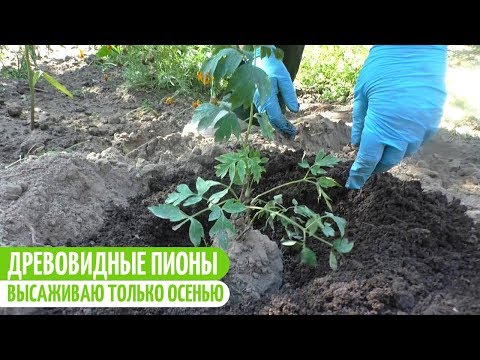 Видео: ПОСАДКА ДРЕВОВИДНОГО ПИОНА. Мои цветы. Мой опыт.