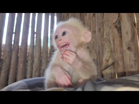 Видео: Спасите обезьянку от охотника и какой будет новая человеческая жизнь обезьянки