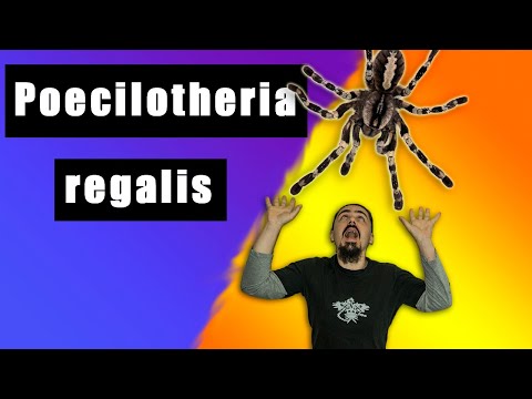 Видео: Poecilotheria regalis ( Пецилотерия регалис ) очень ядовитый паук птицеед !!!