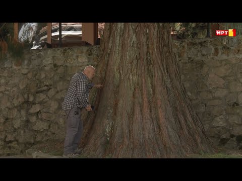 Видео: Чудесна МАКЕДОНИЈА  -  Најстарата шумичка од див костен во светот со проф. др. Јане Ацевски