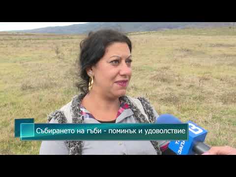 Видео: Събирането на гъби - поминък и удоволствие