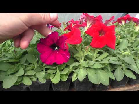 Видео: Обзор теплиц. 11-12 мая 2019 г.