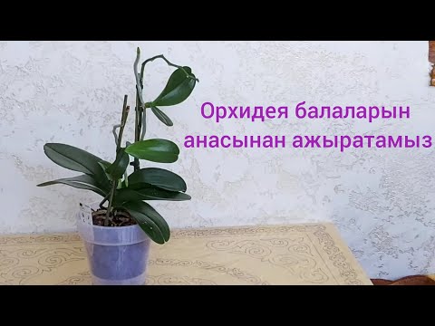 Видео: Орхидея гүлінің күтімі. Орхидея баласын анасынан ажыратамыз.