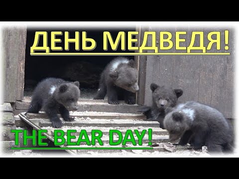 Видео: МЕДВЕЖАТА РЕЗВЯТСЯ / BEAR CUBS PLAYING