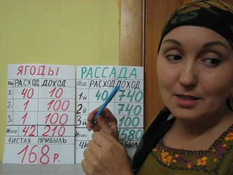 Видео: Как заработать на клубнике.Часть 1.Расчеты на 1 куст.