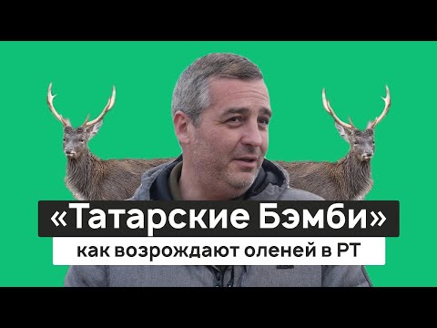 Видео: Как возрождают «татарских Бэмби»? Пятнистые олени и маралы. Экопарк «Дикая ферма»