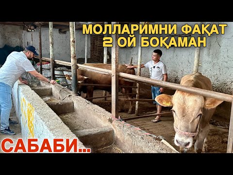 Видео: Молларимни Олдин 5-6 ой Боқардим Хозир 2 ой Боқаман Бунинг Сабаби...