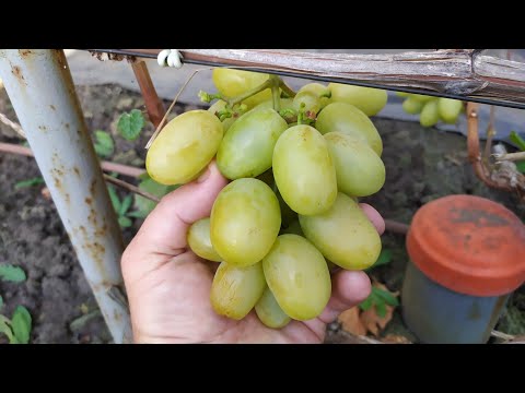 Видео: Осенний ОБЗОР винограда!!!
