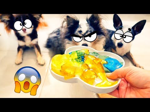 Видео: ПИТОМЦЫ ПРОТИВ АНТИСТРЕССОВ! МУЧАЕМ и РЕЖЕМ! АНТИСТРЕСС ЕДА ИЗ СКВИШИ, ХЕНДГАМОВ И ДРУГИХ ШТУК