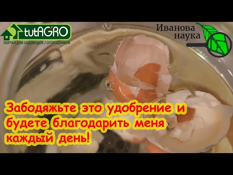 Видео: ЭТА БАНКА ДОЛЖНА БЫТЬ НА КАЖДОЙ КУХНЕ! С этим удобрением  забудете о вершинке и монофосфате калия!