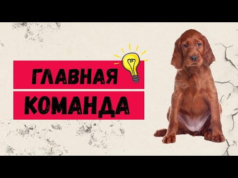 Видео: Первое занятие со щенком. Самые важные команды для собаки.