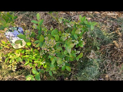 Видео: Высаживаю голубику и сливу в органику