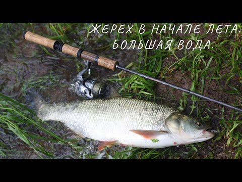 Видео: ЖЕРЕХ В НАЧАЛЕ ЛЕТА. БОЛЬШАЯ ВОДА.