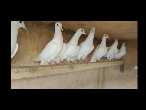 Видео: ИРАНСКИЕ БЕЛЫЕ И БАКИНСКИЕ ШИРОКОХВОСТЫЕ ГОЛУБИ РИФА БАШИРОВА