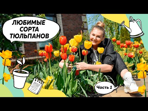 Видео: Тюльпаны | Желтые тюльпаны | Красные тюльпаны | Как и когда сажать тюльпаны? | Клумба с тюльпанами