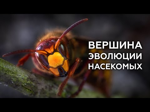 Видео: Вершина эволюции насекомых – ОСЫ, ПЧЁЛЫ, МУРАВЬИ