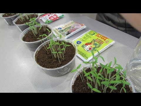 Видео: Стимулирование семян перед посевом