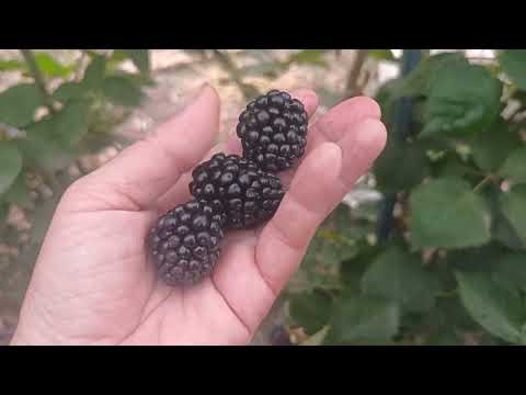 Видео: Ежевика Осейдж. 03.08.25 г. 