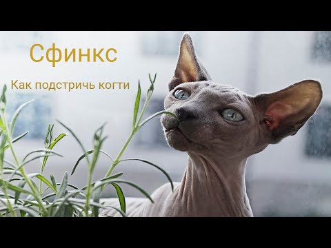 Видео: Стрижка когтей коту сфинксу