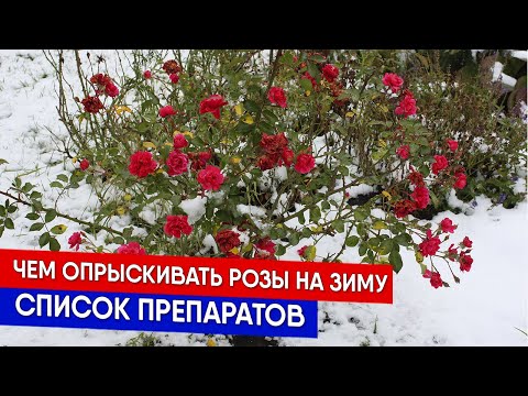 Видео: Чем опрыскивать розы на зиму | Список препаратов