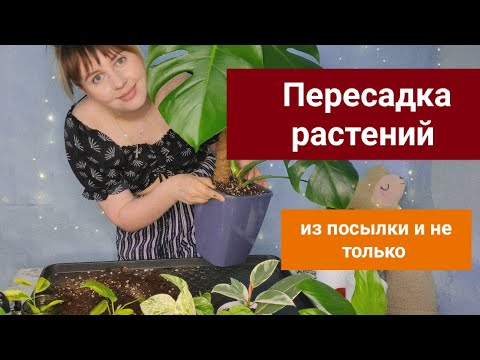 Видео: Пересадка комнатных растений. Июль 2024