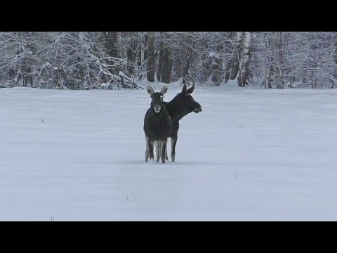 Видео: Охота, лучшее за сезон. Лось, кабан, медведь. Встреча в лесу.