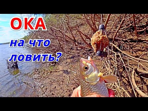 Видео: ДОНКА КОРМУШКА ПОПЛАВОК. ЛОВЛЮ на ВСЁ. Рыбалка на ОКЕ в конце апреля.