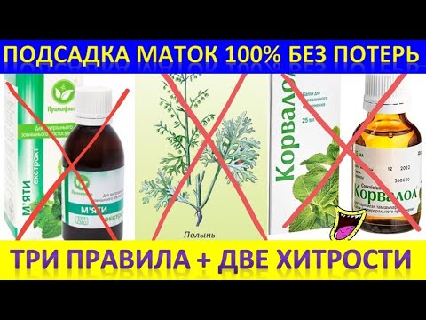 Видео: Подсадка маток 100% без потерь. 3 правила + 2 хитрости