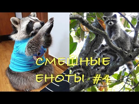 Видео: Cмешные ЕНОТЫ #4 / Приколы с ЕНОТАМИ 2020 / Funny Raccoons