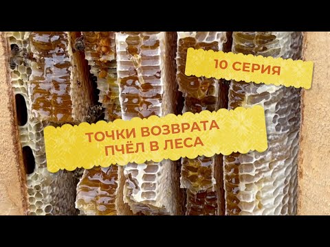 Видео: 10 серия. Точки возврата пчёл в леса