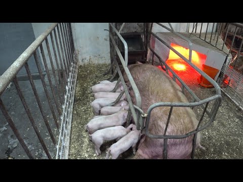 Видео: ❌СВИНОМАТКА ОТКАЗЫВАЕТСЯ ОТ ЕДЫ В ЧЕМ ПРИЧИНА ❌