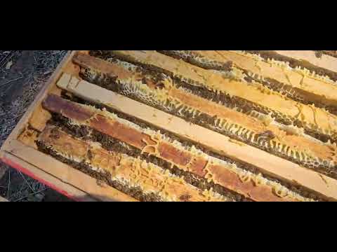 Видео: Залились медком.