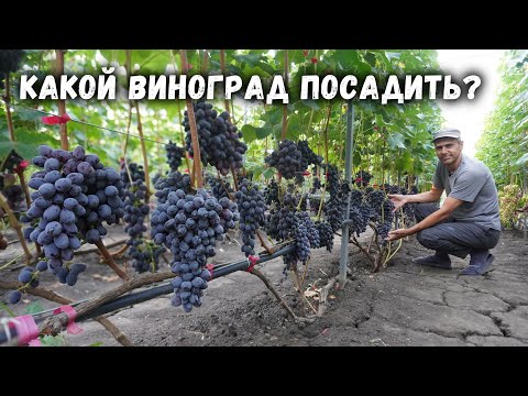 Видео: Какой виноград посадить?