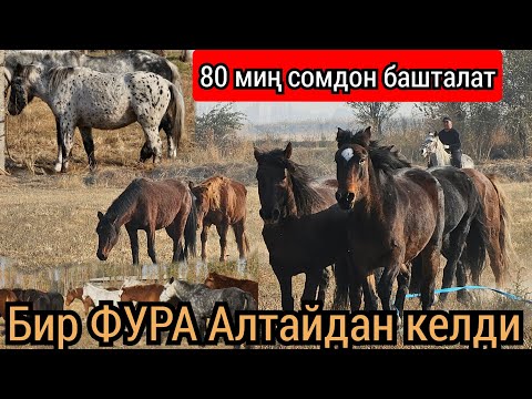 Видео:  ФУРА ТОЛО ЖЫЛКЫ КЕЛДИ😱БААСЫ  80 миңден БАШТАЛАТ 